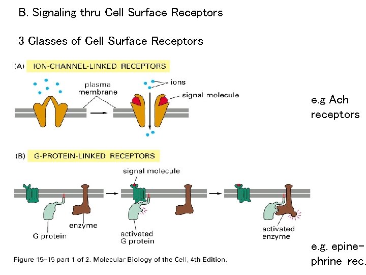 B. Signaling thru Cell Surface Receptors 3 Classes of Cell Surface Receptors e. g