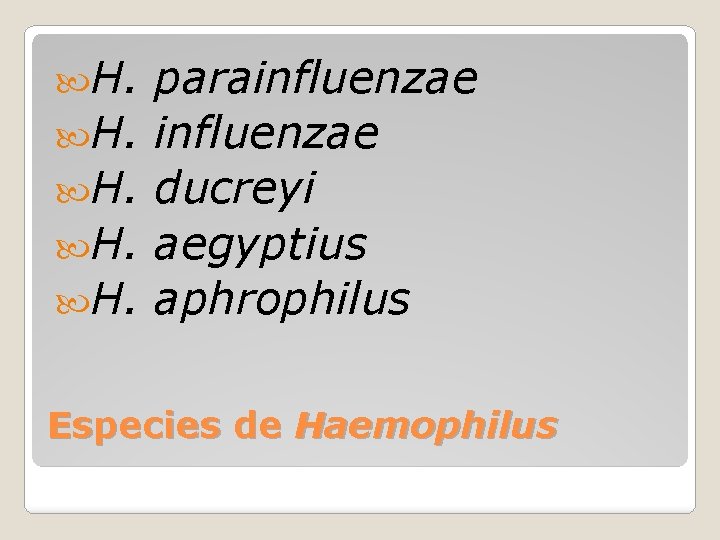  H. H. H. parainfluenzae ducreyi aegyptius aphrophilus Especies de Haemophilus 
