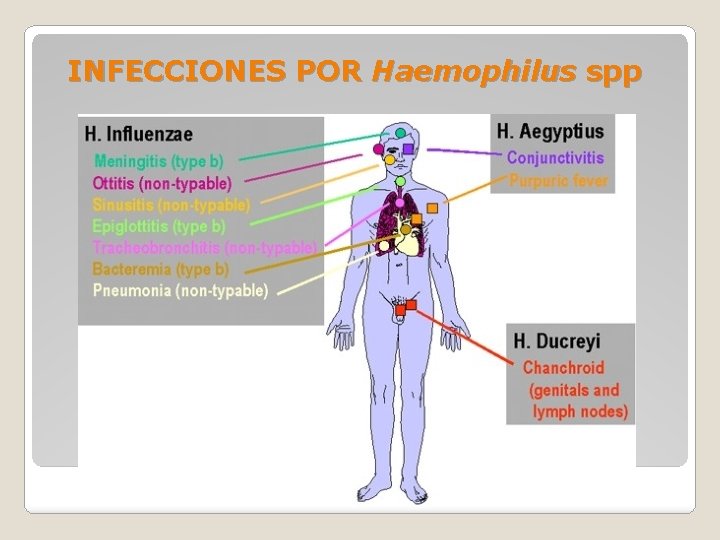 INFECCIONES POR Haemophilus spp 