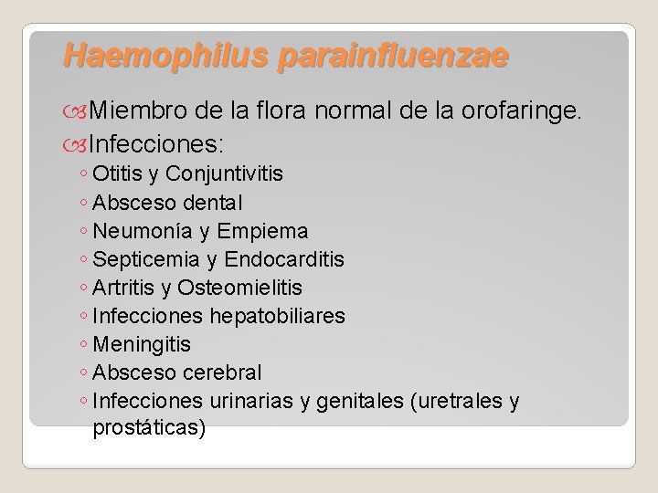 Haemophilus parainfluenzae Miembro de la flora normal de la orofaringe. Infecciones: ◦ Otitis y