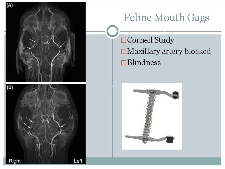 Feline Mouth Gags �Cornell Study �Maxillary artery blocked �Blindness 