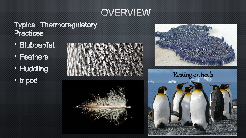 OVERVIEW TYPICAL THERMOREGULATORY PRACTICES • BLUBBER/FAT • FEATHERS • HUDDLING • TRIPOD 