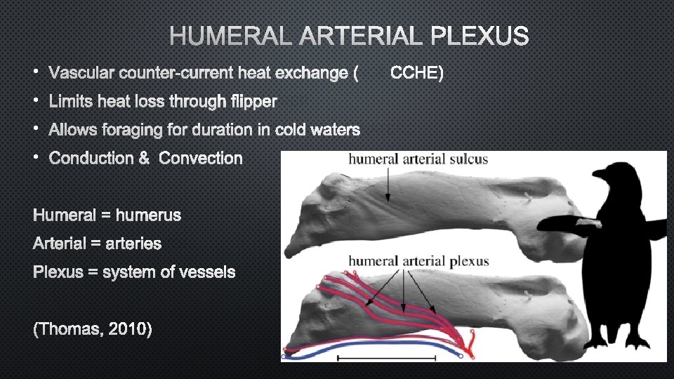 HUMERAL ARTERIAL PLEXUS • VASCULAR COUNTER-CURRENT HEAT EXCHANGE C ( CHE) • LIMITS HEAT