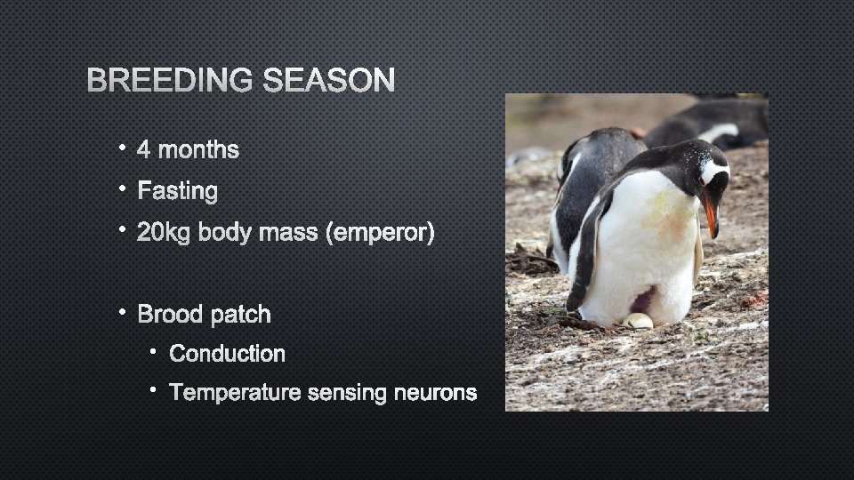 BREEDING SEASON • 4 MONTHS • FASTING • 20 KG BODY MASS (EMPEROR) •