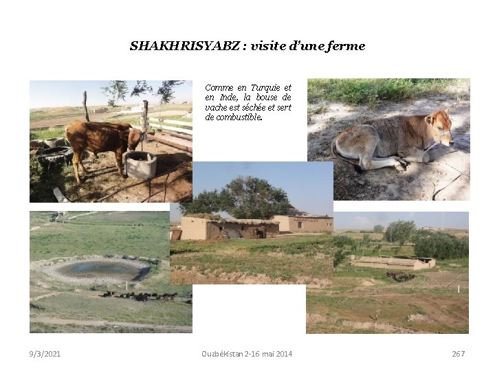 SHAKHRISYABZ : visite d’une ferme Comme en Turquie et en Inde, la bouse de