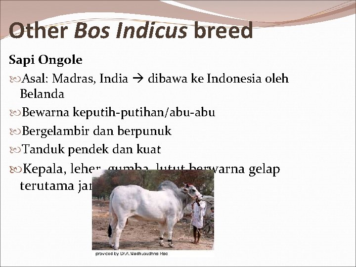 Other Bos Indicus breed Sapi Ongole Asal: Madras, India dibawa ke Indonesia oleh Belanda