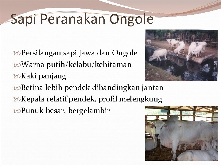 Sapi Peranakan Ongole Persilangan sapi Jawa dan Ongole Warna putih/kelabu/kehitaman Kaki panjang Betina lebih