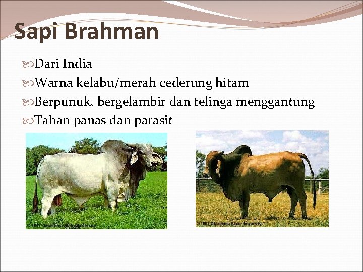 Sapi Brahman Dari India Warna kelabu/merah cederung hitam Berpunuk, bergelambir dan telinga menggantung Tahan
