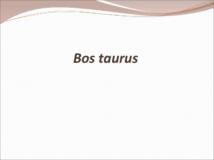 Bos taurus 