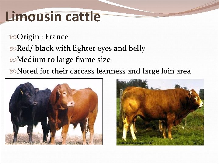 Limousin cattle Origin : France Red/ black with lighter eyes and belly Medium to
