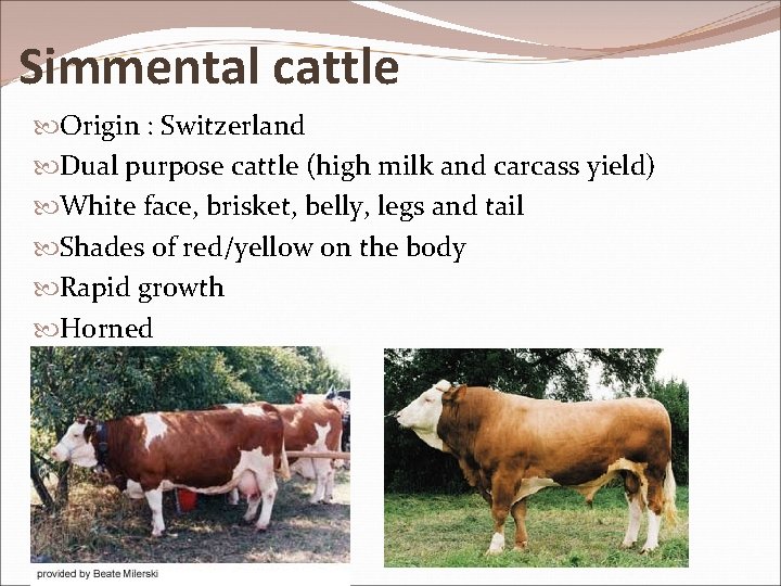 Simmental cattle Origin : Switzerland Dual purpose cattle (high milk and carcass yield) White