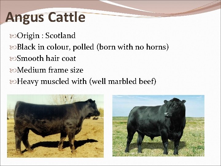 Angus Cattle Origin : Scotland Black in colour, polled (born with no horns) Smooth