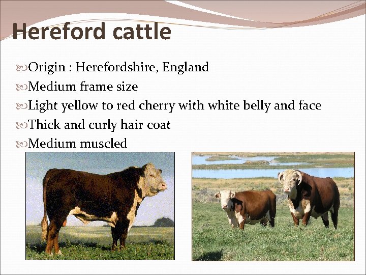Hereford cattle Origin : Herefordshire, England Medium frame size Light yellow to red cherry