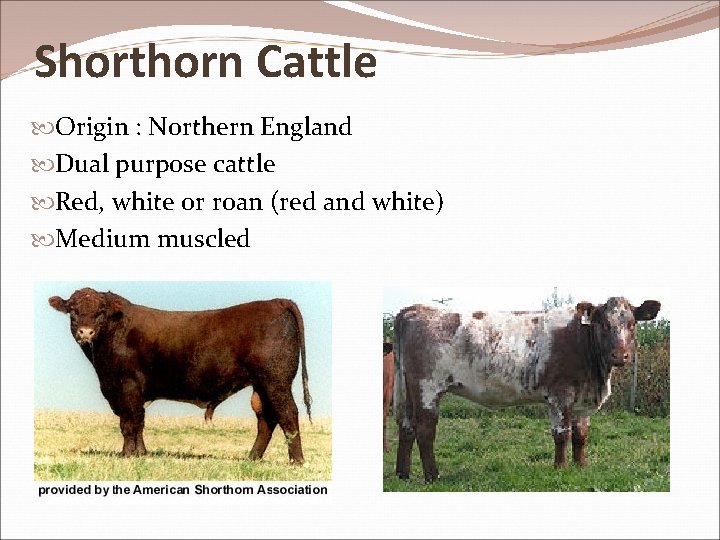 Shorthorn Cattle Origin : Northern England Dual purpose cattle Red, white or roan (red