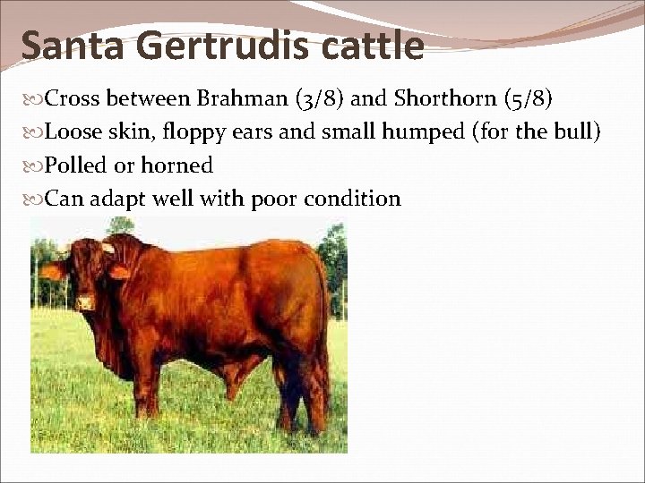Santa Gertrudis cattle Cross between Brahman (3/8) and Shorthorn (5/8) Loose skin, floppy ears