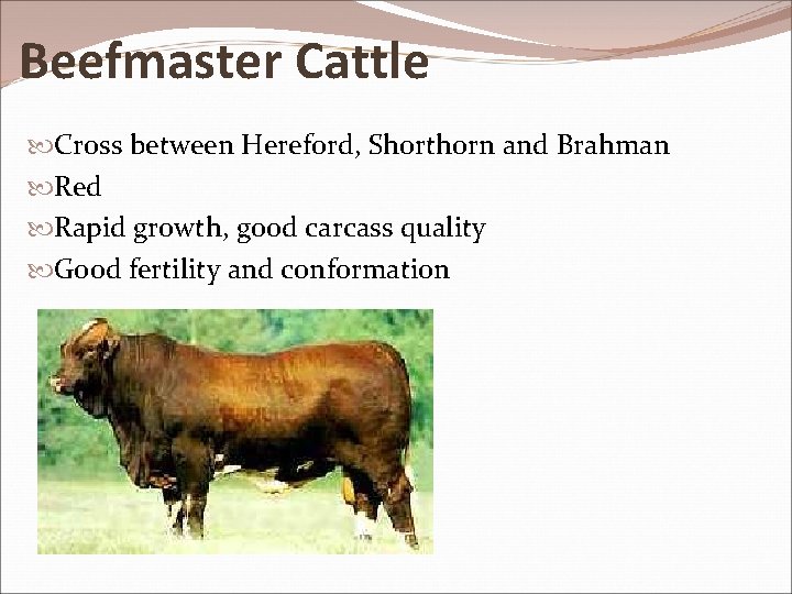 Beefmaster Cattle Cross between Hereford, Shorthorn and Brahman Red Rapid growth, good carcass quality