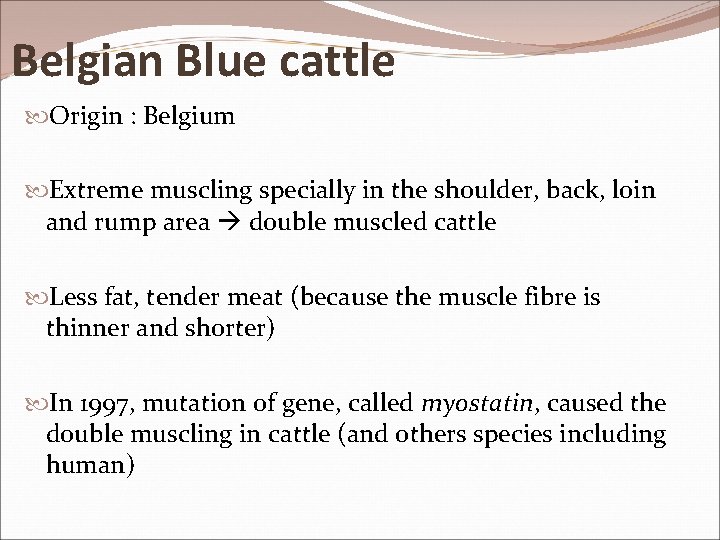 Belgian Blue cattle Origin : Belgium Extreme muscling specially in the shoulder, back, loin