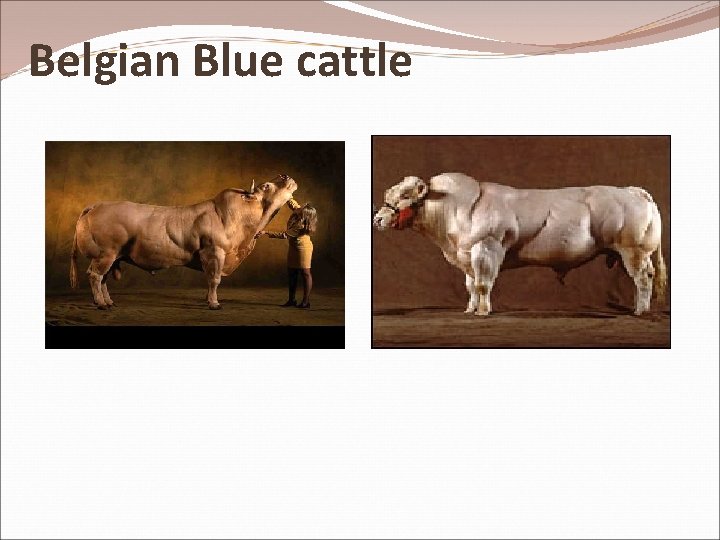 Belgian Blue cattle 