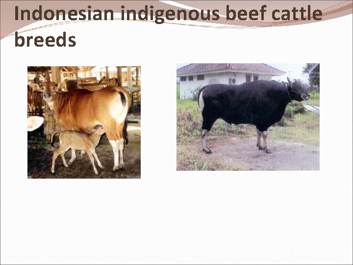 Indonesian indigenous beef cattle breeds 