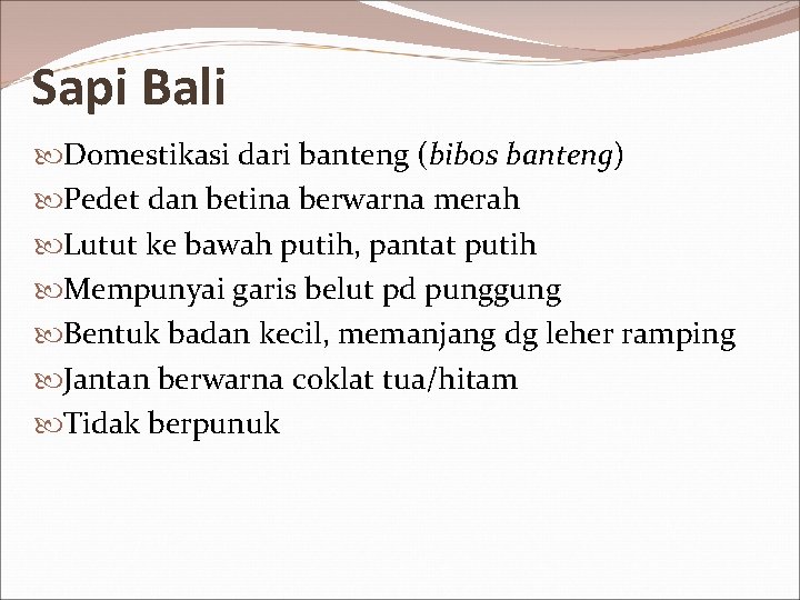 Sapi Bali Domestikasi dari banteng (bibos banteng) Pedet dan betina berwarna merah Lutut ke