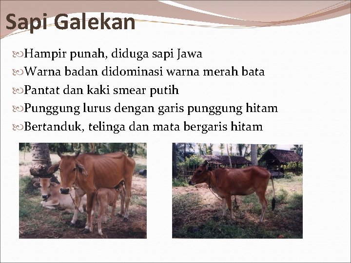Sapi Galekan Hampir punah, diduga sapi Jawa Warna badan didominasi warna merah bata Pantat