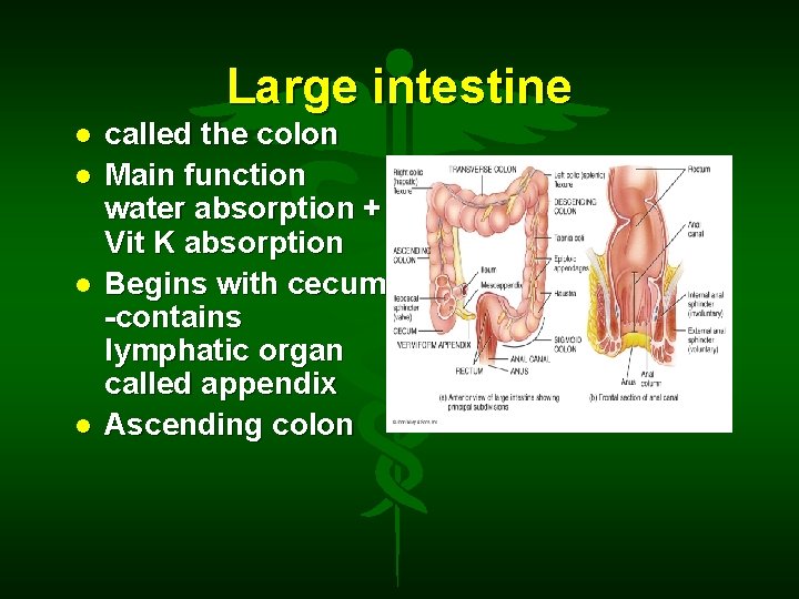 Large intestine called the colon Main function water absorption + Vit K absorption Begins