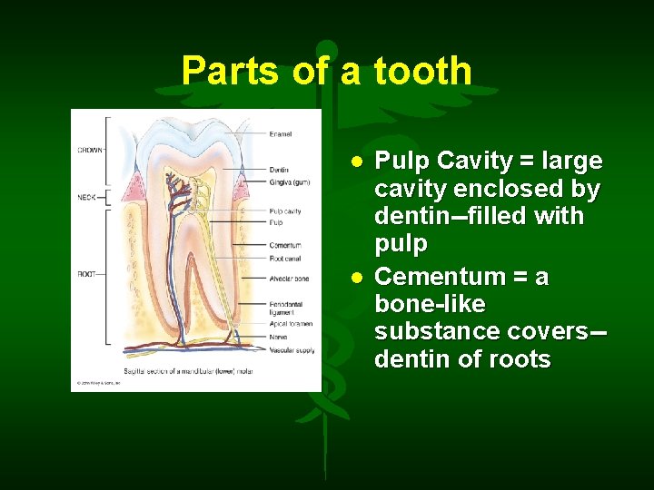Parts of a tooth Pulp Cavity = large cavity enclosed by dentin--filled with pulp