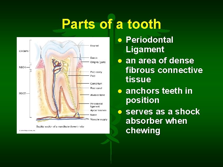 Parts of a tooth Periodontal Ligament an area of dense fibrous connective tissue anchors