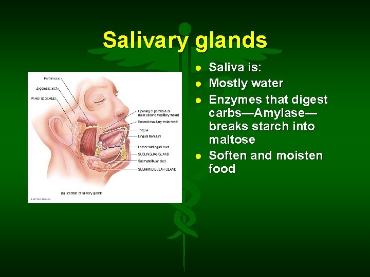 Salivary glands Saliva is: Mostly water Enzymes that digest carbs—Amylase— breaks starch into maltose