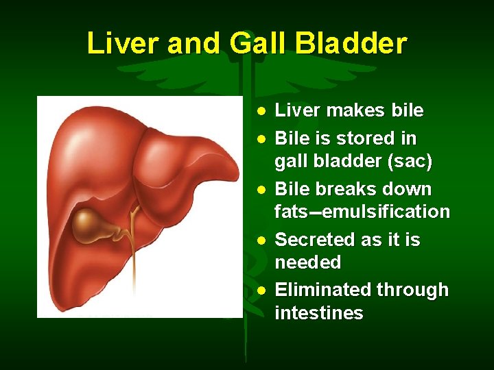 Liver and Gall Bladder Liver makes bile Bile is stored in gall bladder (sac)