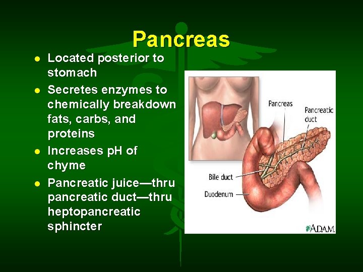 Pancreas Located posterior to stomach Secretes enzymes to chemically breakdown fats, carbs, and proteins