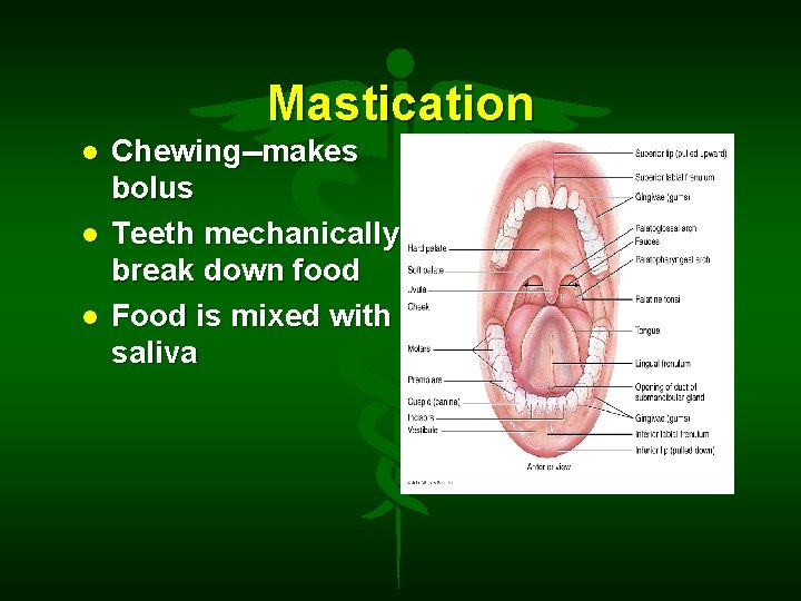 Mastication Chewing--makes bolus Teeth mechanically break down food Food is mixed with saliva 