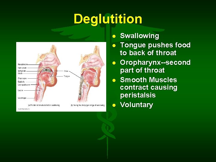 Deglutition Swallowing Tongue pushes food to back of throat Oropharynx--second part of throat Smooth