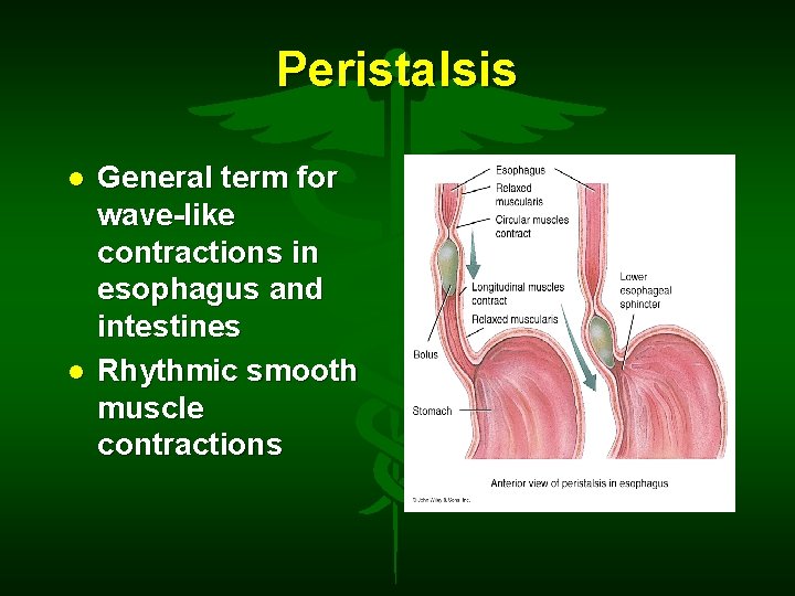 Peristalsis General term for wave-like contractions in esophagus and intestines Rhythmic smooth muscle contractions