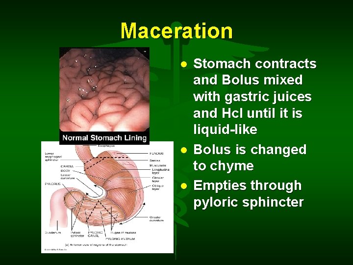 Maceration Stomach contracts and Bolus mixed with gastric juices and Hcl until it is