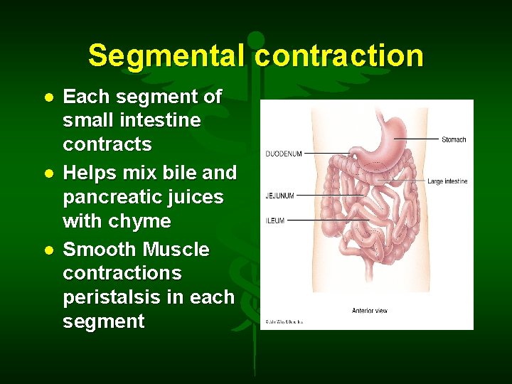 Segmental contraction Each segment of small intestine contracts Helps mix bile and pancreatic juices