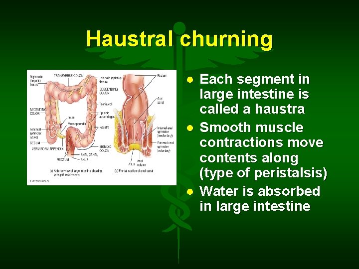 Haustral churning Each segment in large intestine is called a haustra Smooth muscle contractions