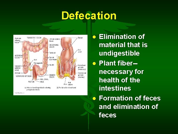 Defecation Elimination of material that is undigestible Plant fiber-necessary for health of the intestines