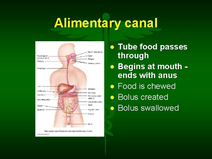 Alimentary canal Tube food passes through Begins at mouth ends with anus Food is