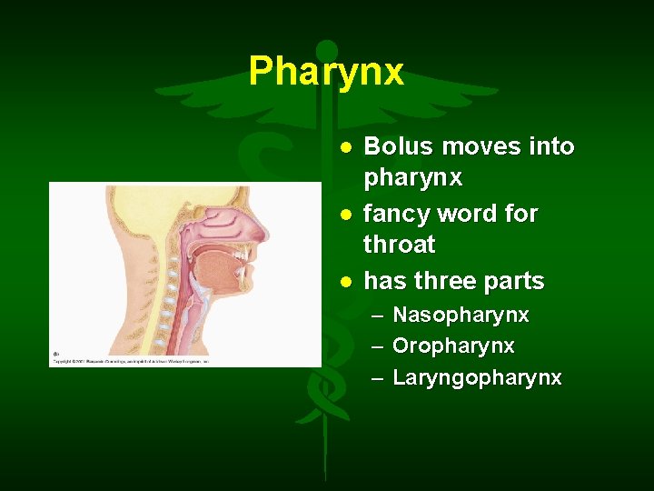 Pharynx Bolus moves into pharynx fancy word for throat has three parts – Nasopharynx