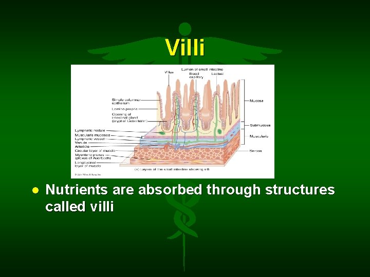 Villi Nutrients are absorbed through structures called villi 