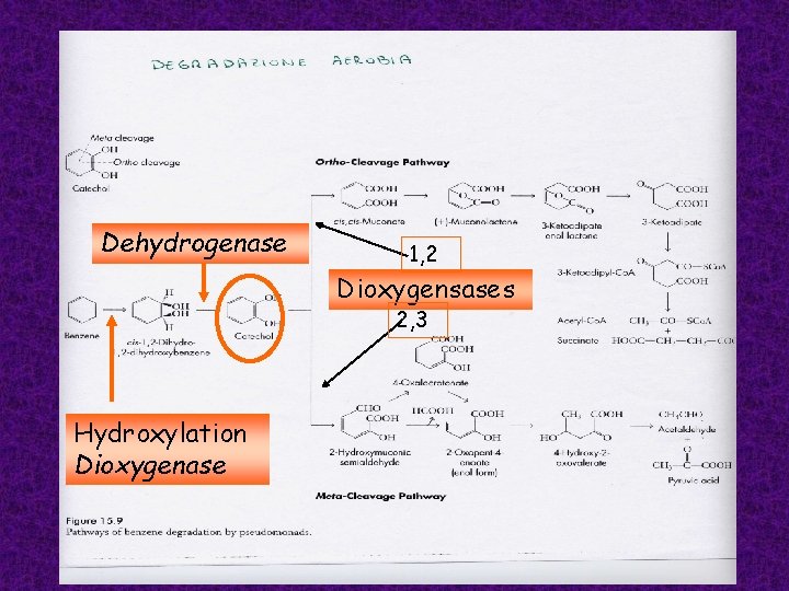 Dehydrogenase 1, 2 Dioxygensases 2, 3 Hydroxylation Dioxygenase 