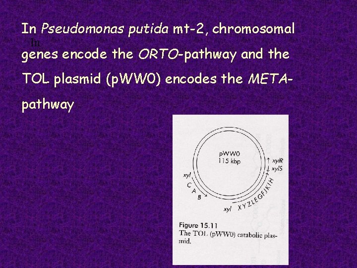 In Pseudomonas putida mt-2, chromosomal In genes encode the ORTO-pathway and the TOL plasmid