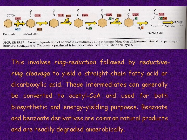 This involves ring-reduction followed by reductivering cleavage to yield a straight-chain fatty acid or