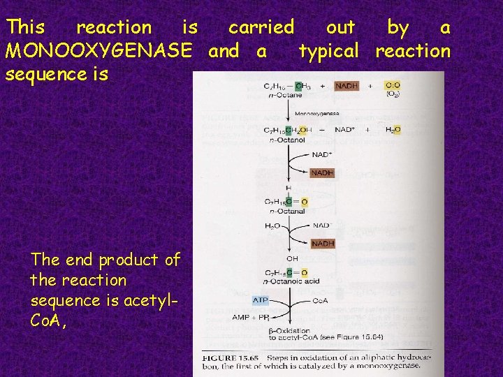 This reaction is carried out by a MONOOXYGENASE and a typical reaction sequence is
