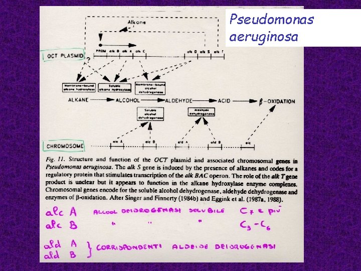 Pseudomonas aeruginosa 