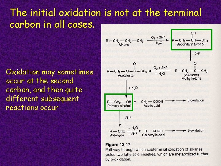 The initial oxidation is not at the terminal carbon in all cases. Oxidation may