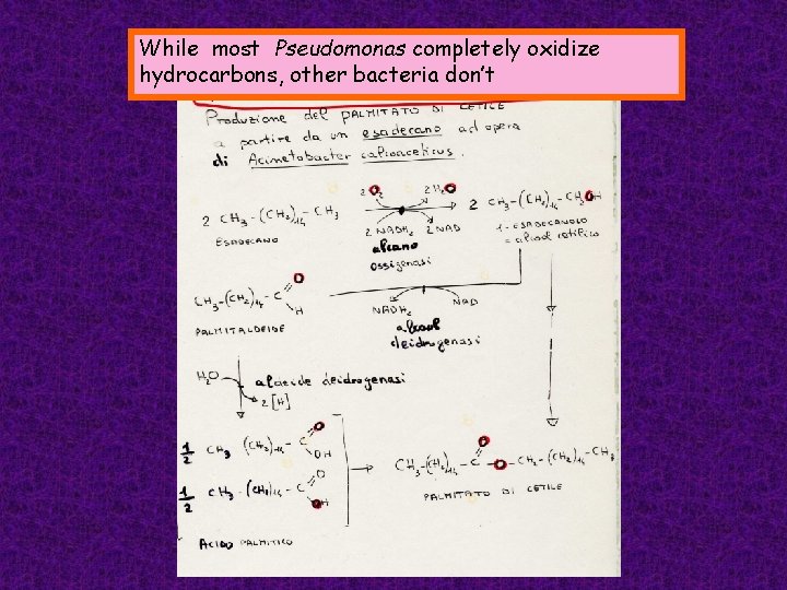 While most Pseudomonas completely oxidize hydrocarbons, other bacteria don’t 