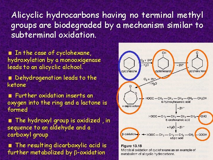 Alicyclic hydrocarbons having no terminal methyl groups are biodegraded by a mechanism similar to