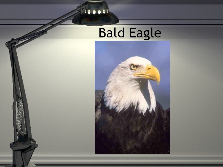 Bald Eagle 